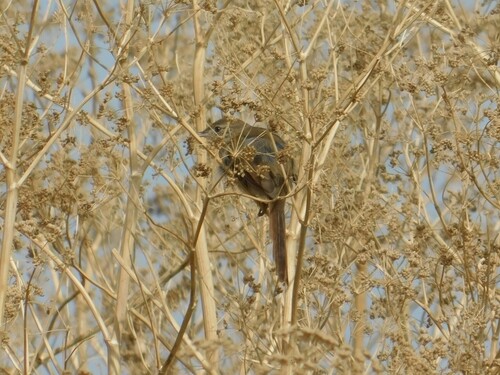 Pale-breasted Spinetail (Synallaxis albescens), photo 4