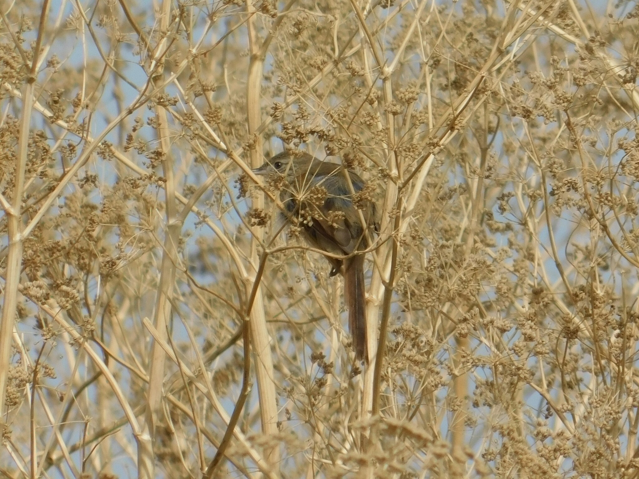 Pale-breasted Spinetail (Synallaxis albescens), photo 5