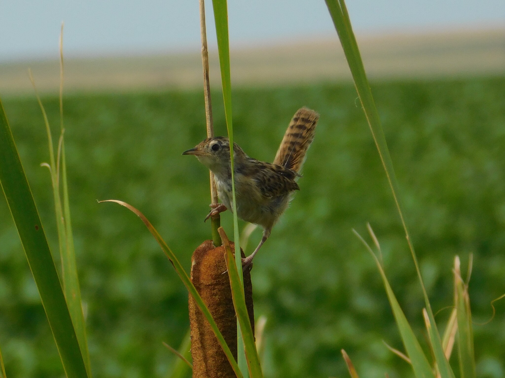 Grass Wren (Cistothorus platensis), photo 1