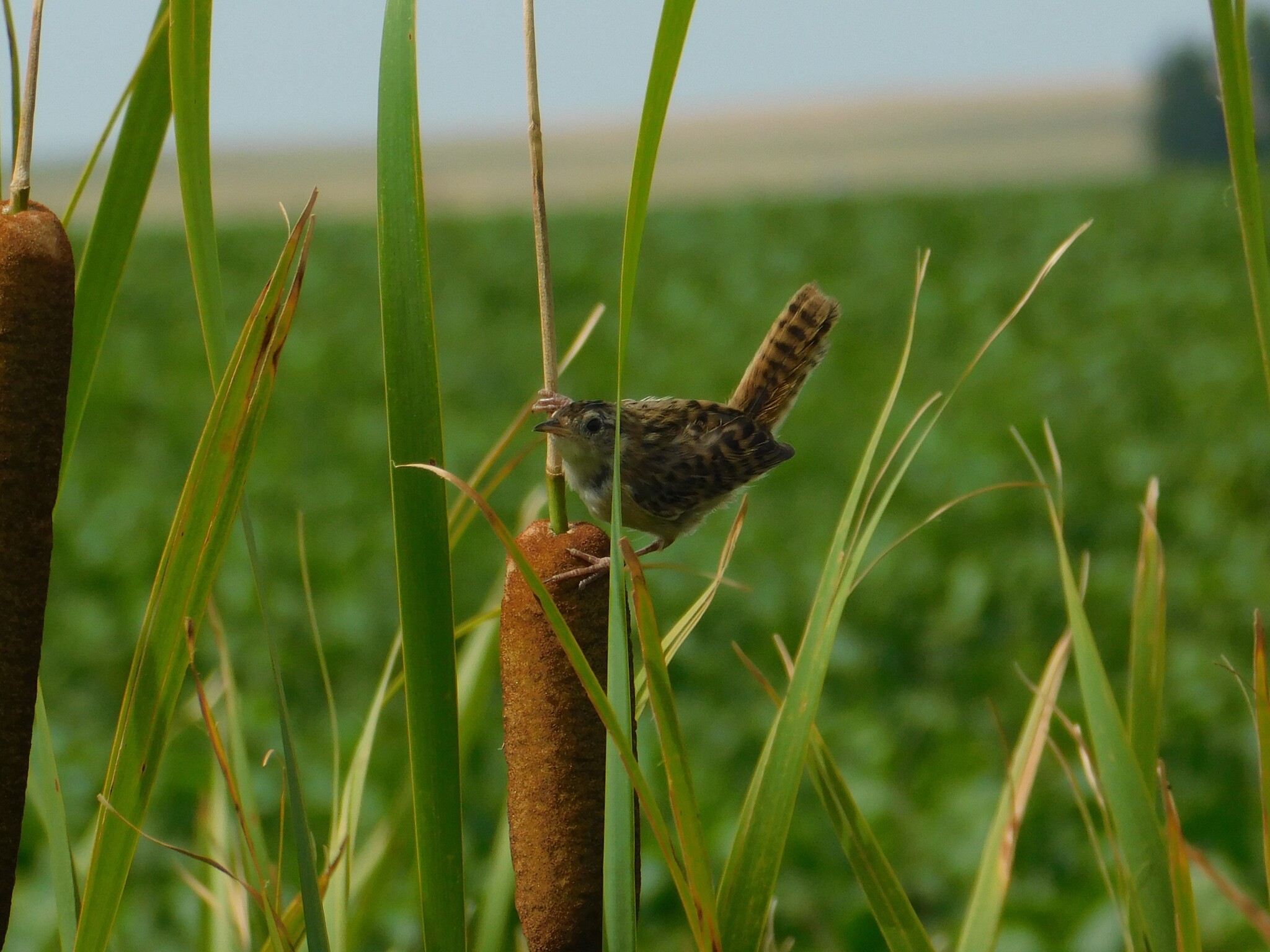 Grass Wren (Cistothorus platensis), photo 2