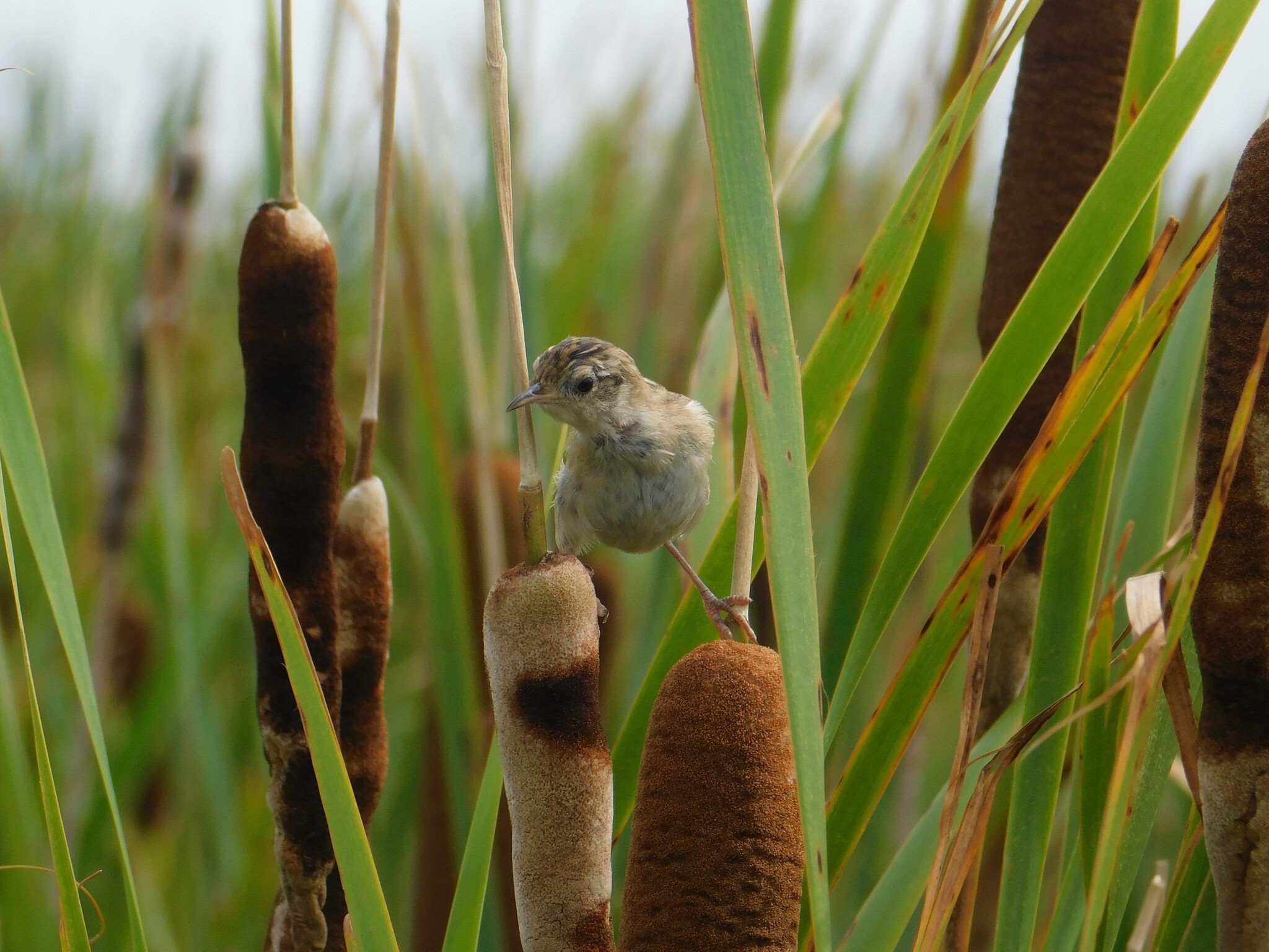 Grass Wren (Cistothorus platensis), photo 4