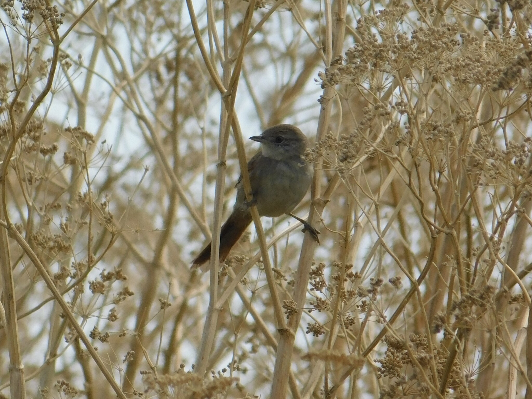 Pale-breasted Spinetail (Synallaxis albescens), photo 6