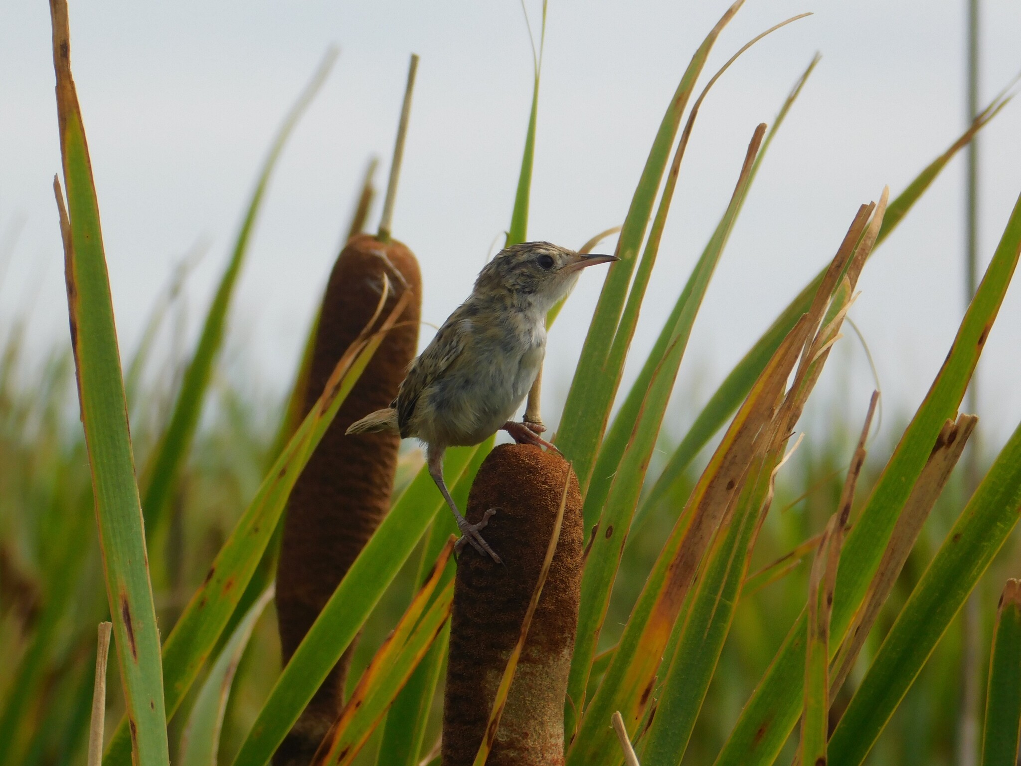 Grass Wren (Cistothorus platensis), photo 3