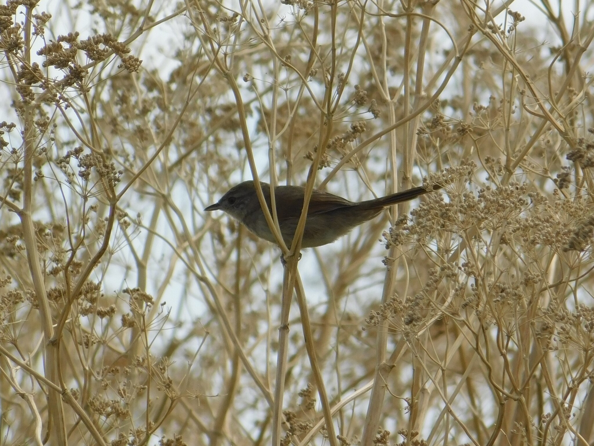 Pale-breasted Spinetail (Synallaxis albescens), photo 7