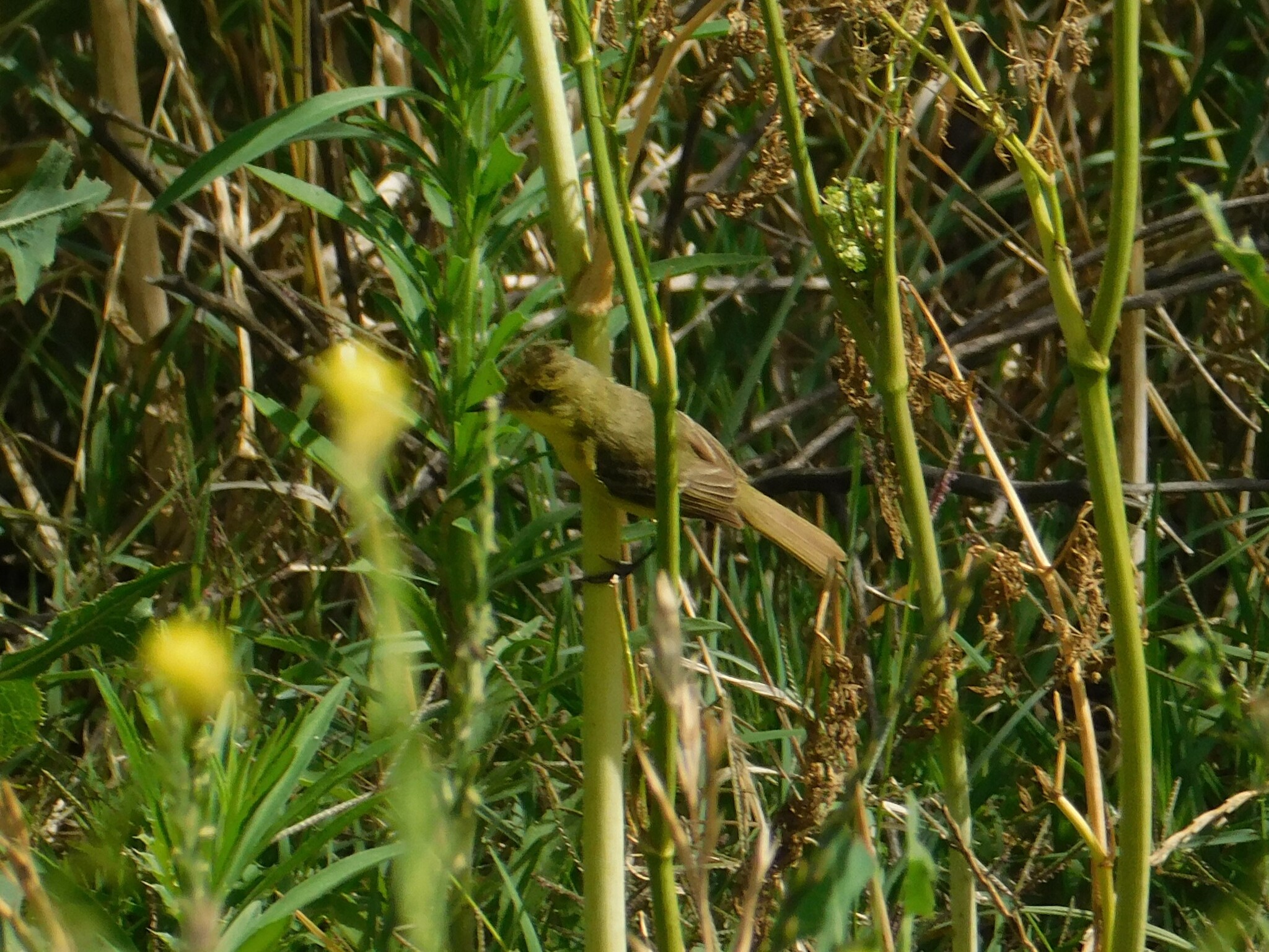 Subtropical Doradito (Pseudocolopteryx acutipennis), photo 1