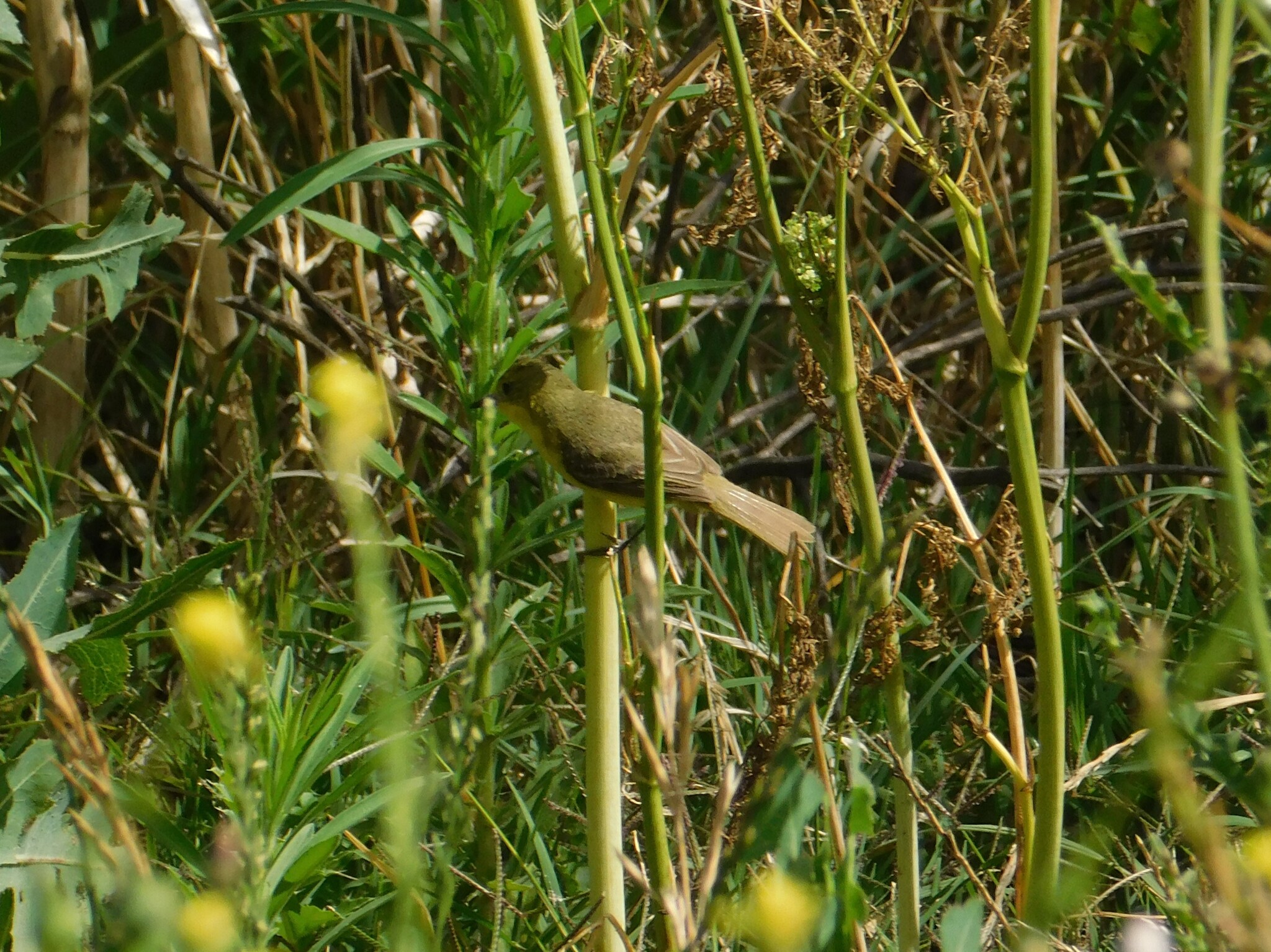 Subtropical Doradito (Pseudocolopteryx acutipennis), photo 2
