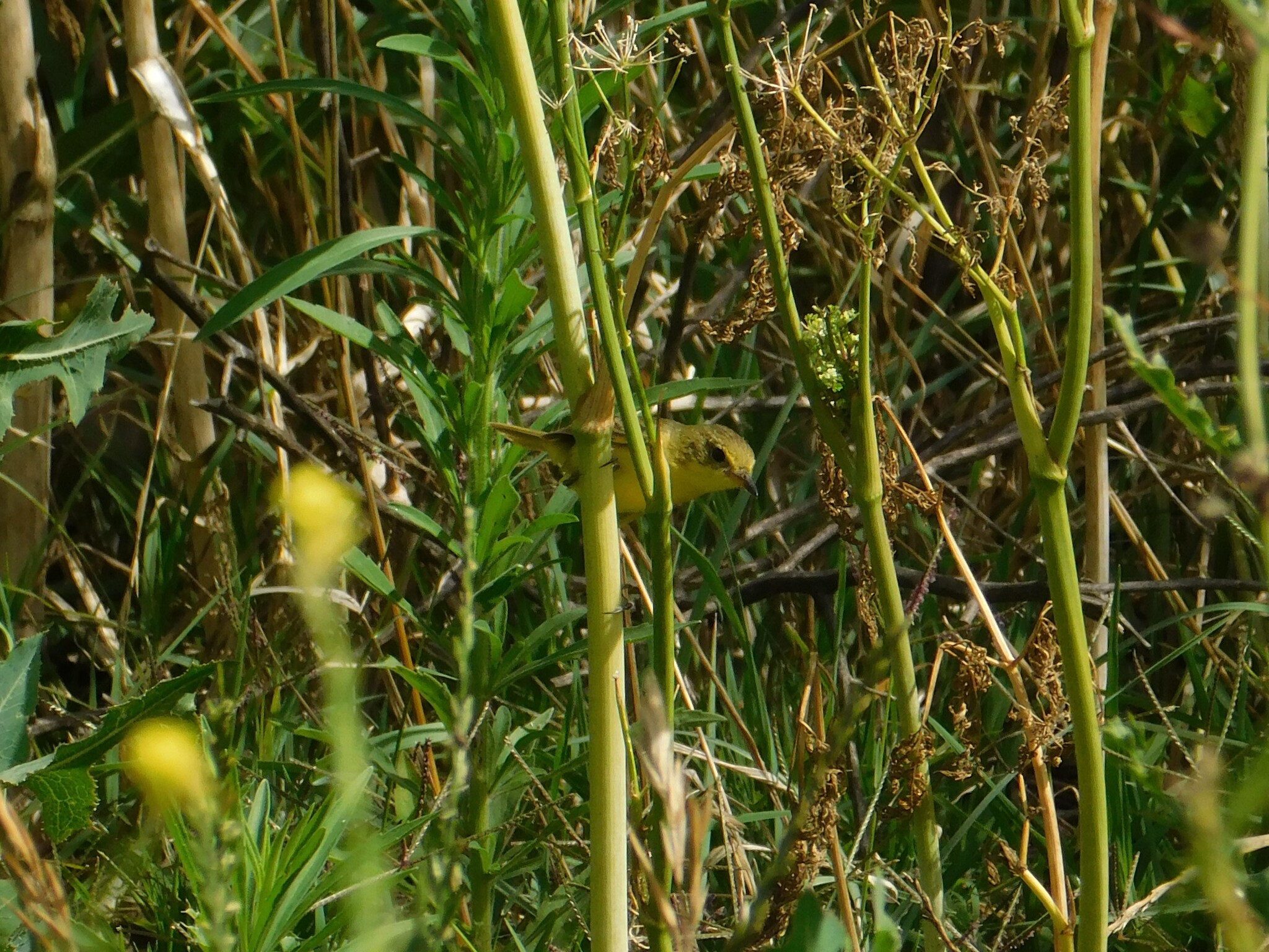 Subtropical Doradito (Pseudocolopteryx acutipennis), photo 3