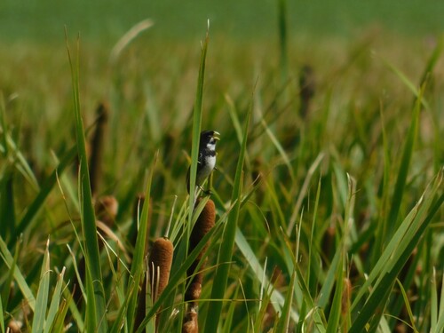 Double-collared Seedeater (Sporophila caerulescens), photo 6