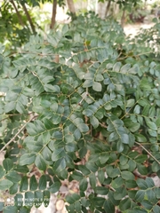 Cenostigma gaumeri