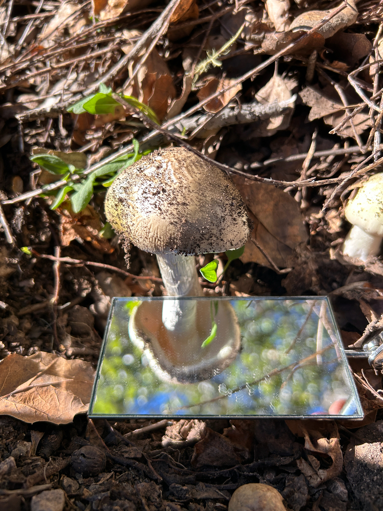 Amanita phalloides · January 2026 · photo: © nettiecat (iNaturalist, cc-by)