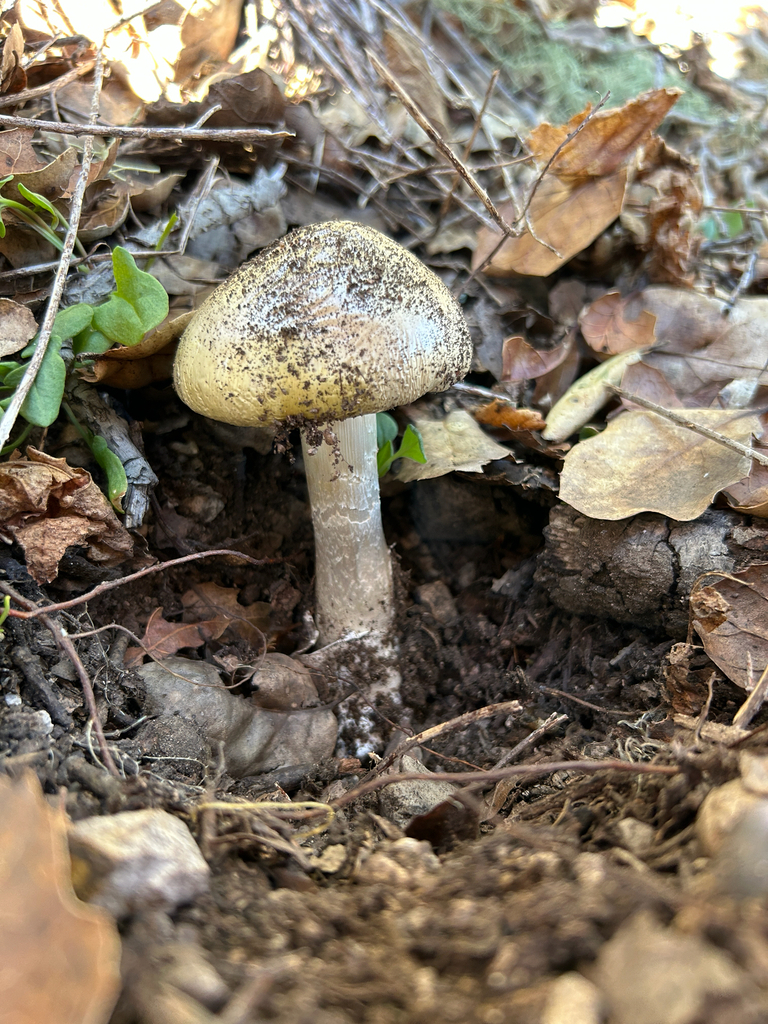 Amanita phalloides · January 2026 · photo: © nettiecat (iNaturalist, cc-by)
