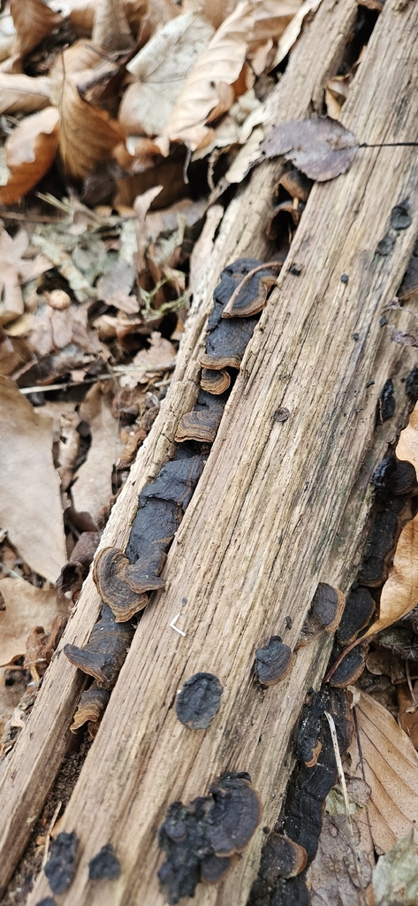 Hymenochaete rubiginosa · January 2026 · photo: © run4 (iNaturalist, cc-by)