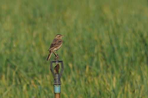 Paddyfield Pipit (Anthus rufulus), photo 5