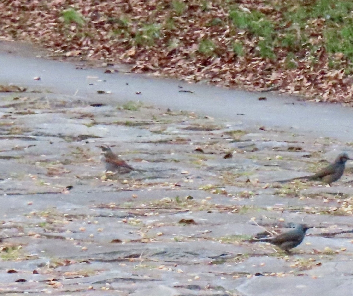 Dusky Thrush (Turdus eunomus), photo 6