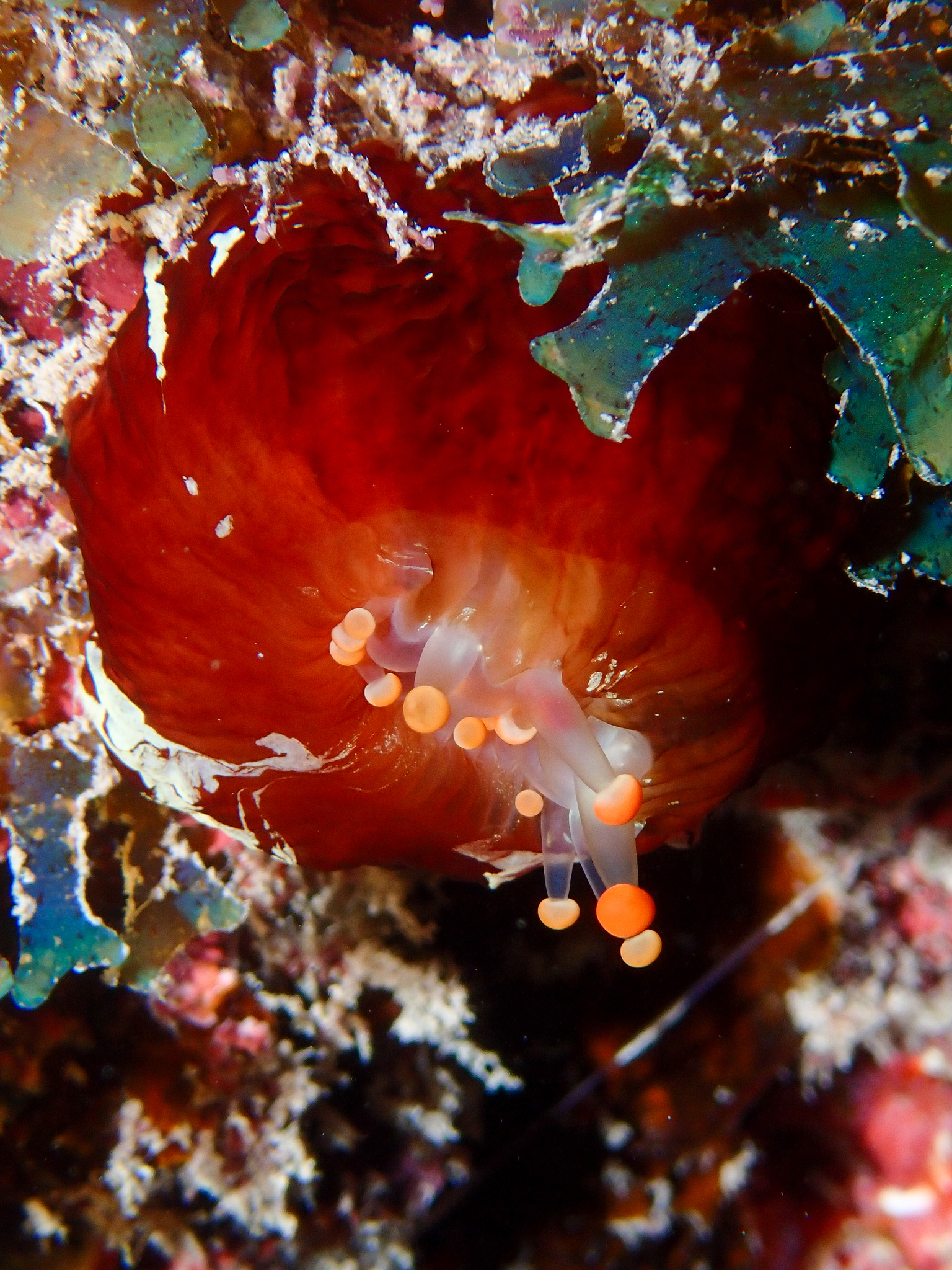 Pseudocorynactis caribbeorum Den Hartog, 1980
