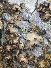 Umbilicaria spodochroa