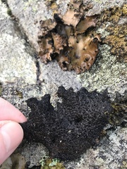 Umbilicaria spodochroa