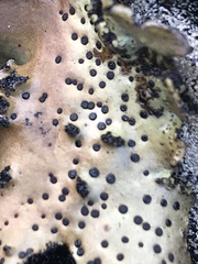 Umbilicaria spodochroa