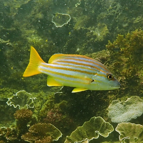 Dusky-striped sea-perch (Lutjanus carponotatus) — Lutjanidae — 5
