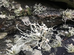 Ramalina cuspidata