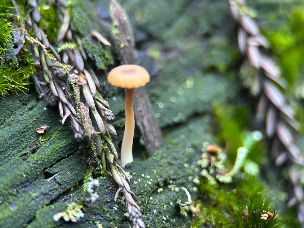 Lichenomphalia ericetorum
