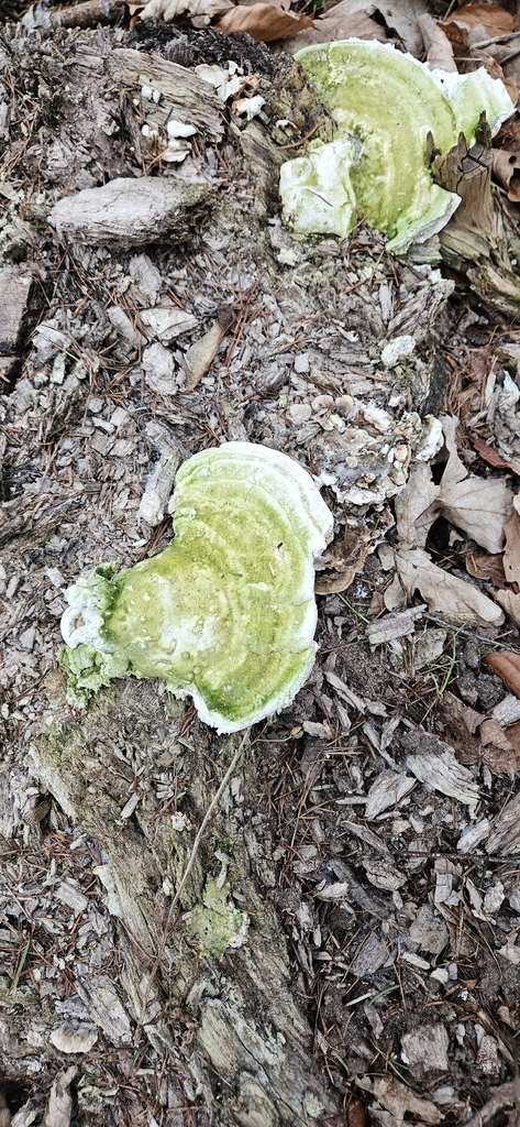 Trametes gibbosa · January 2026 · photo: © run4 (iNaturalist, cc-by)