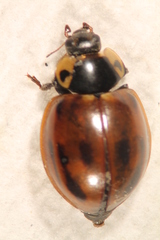 Myzia pullata