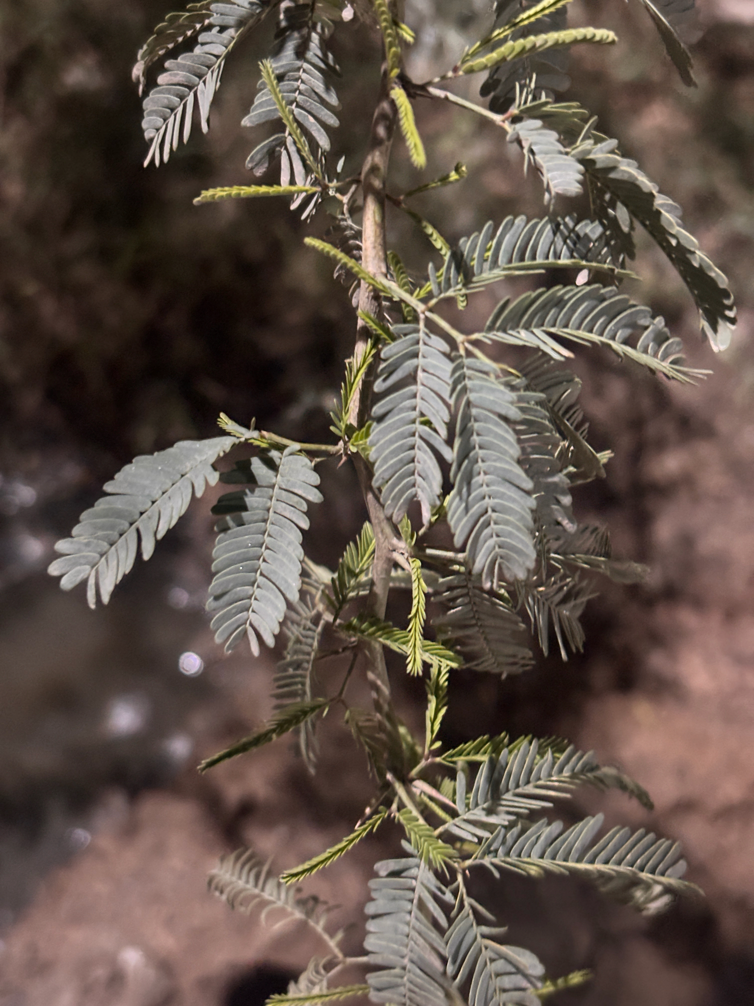 Mesquite