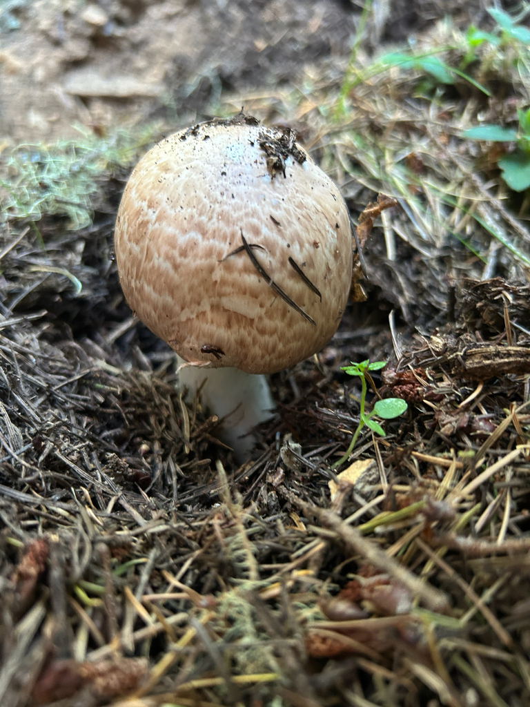 Agaricus augustus