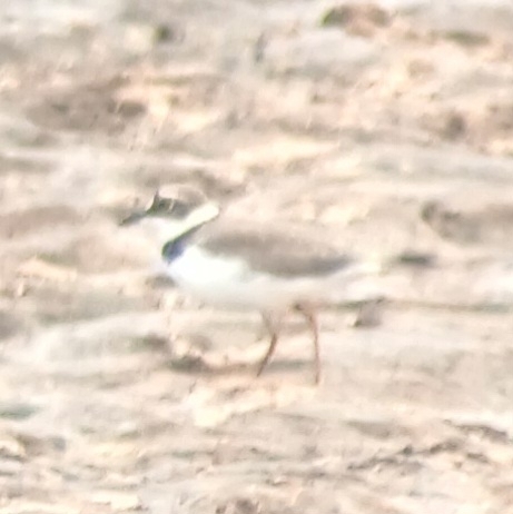 Little Ringed Plover