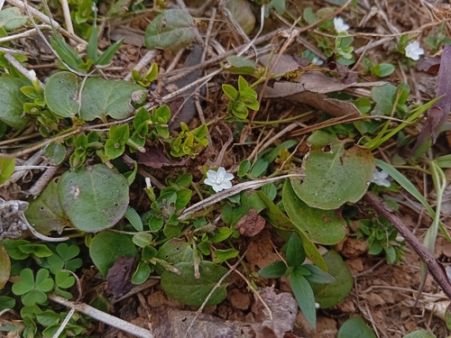 Dwarf Morning Glory
