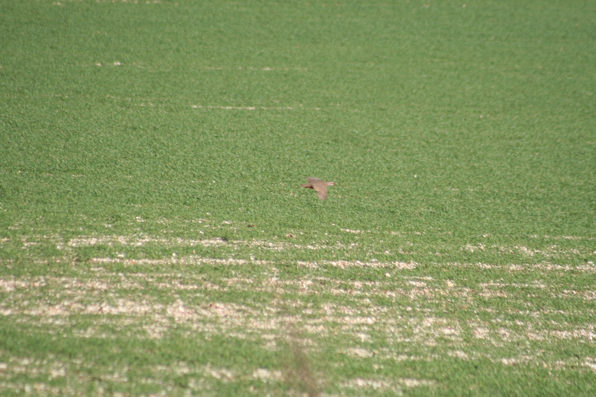 Red-legged Partridge (Alectoris rufa), photo 9