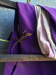Anolis carolinensis