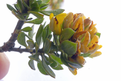 Aspalathus securifolia