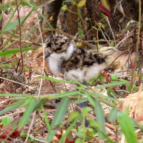 iNaturalist: (c) Richard Allkins, some rights reserved (CC BY-NC), uploaded by Richard Allkins iNaturalist image