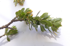 Aspalathus securifolia