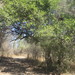 Guayparín - Photo (c) Parque La Colorada de Álamos, Sonora., algunos derechos reservados (CC BY-NC), subido por Parque La Colorada de Álamos, Sonora.