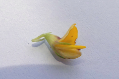 Aspalathus securifolia