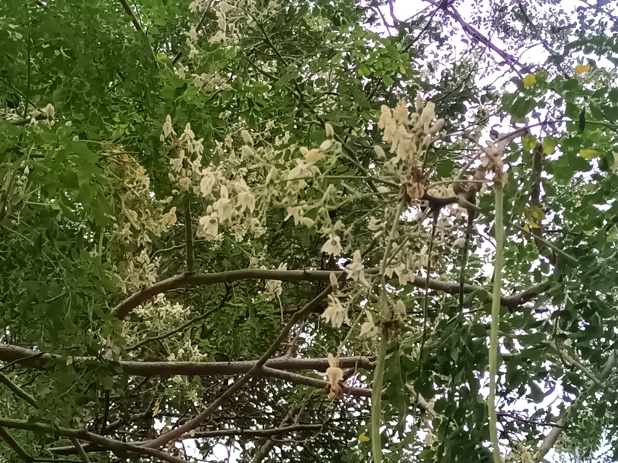 Imagem de Moringa