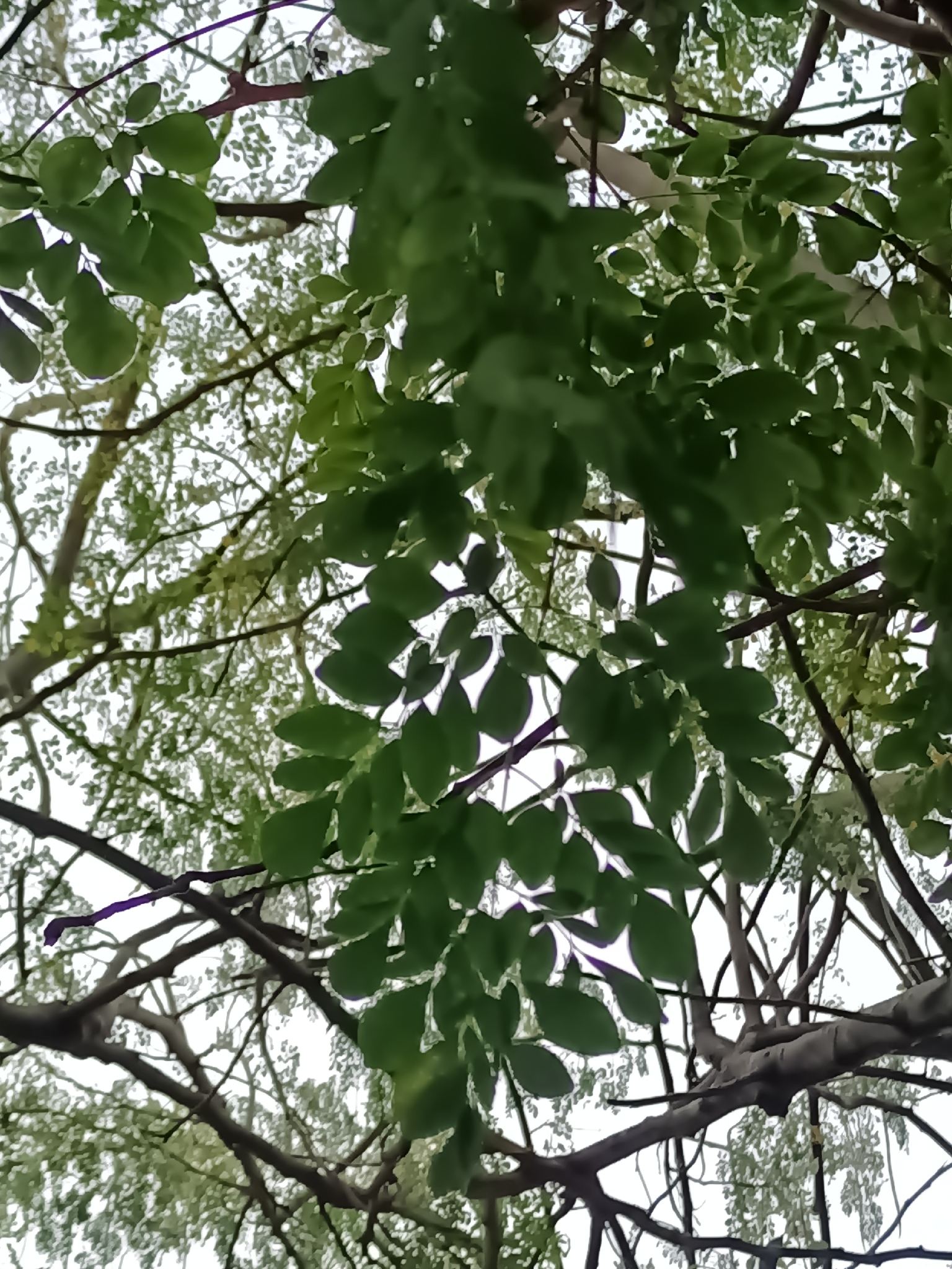 Imagem de Moringa
