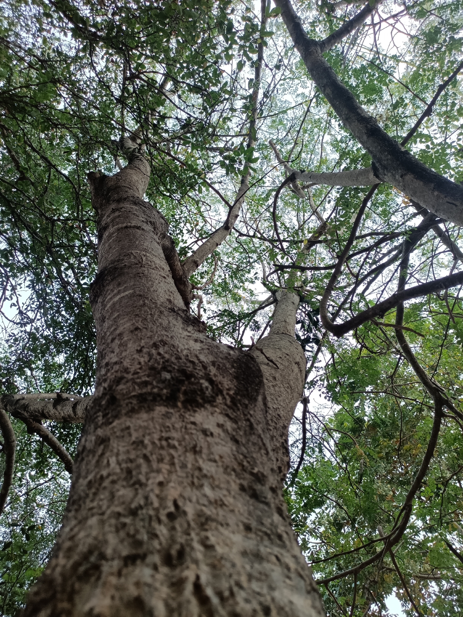 Imagem de Moringa