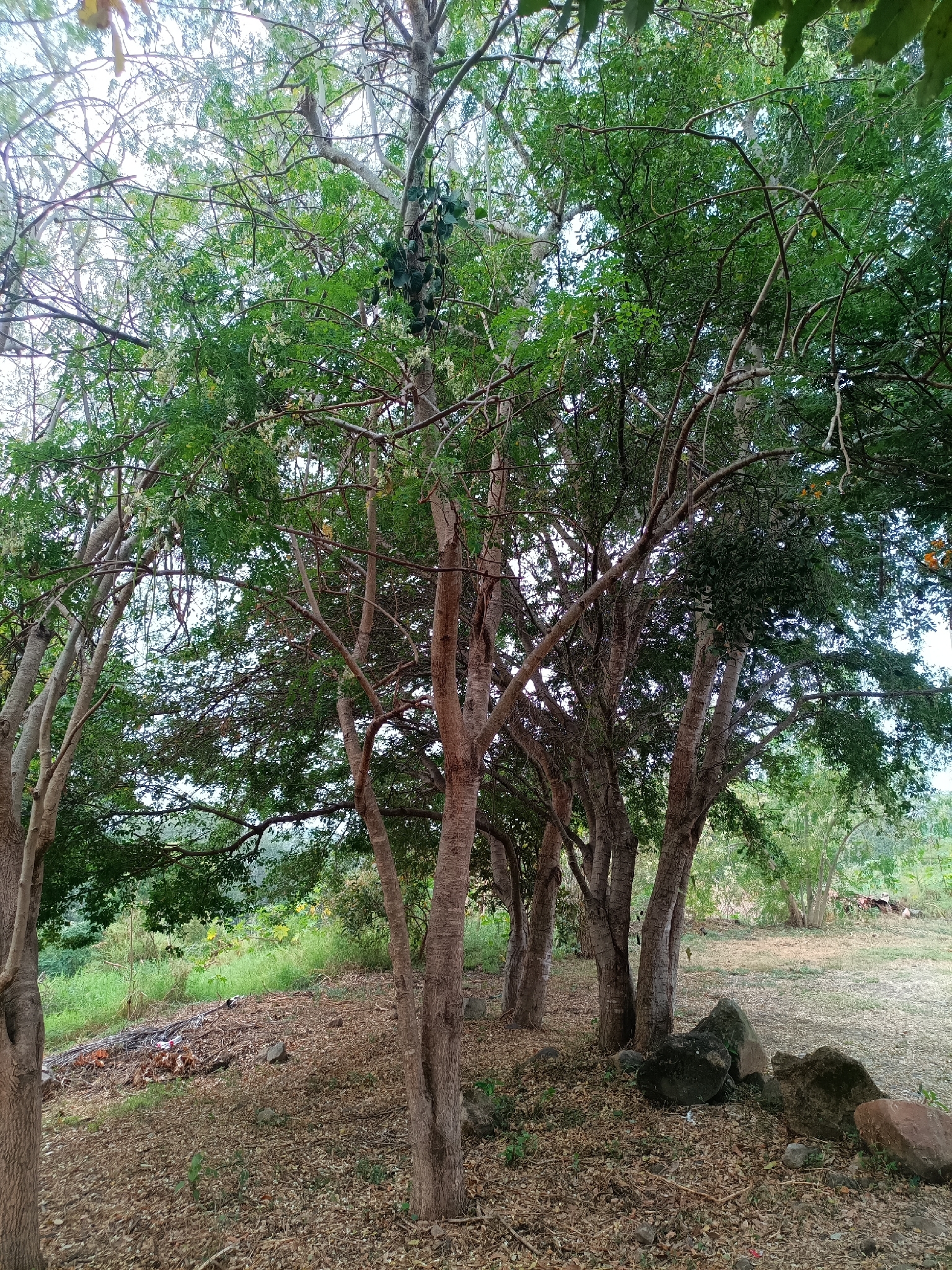 Imagem de Moringa