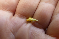 Aspalathus securifolia