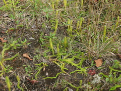 Lycopodiella inundata image