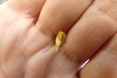 Aspalathus securifolia