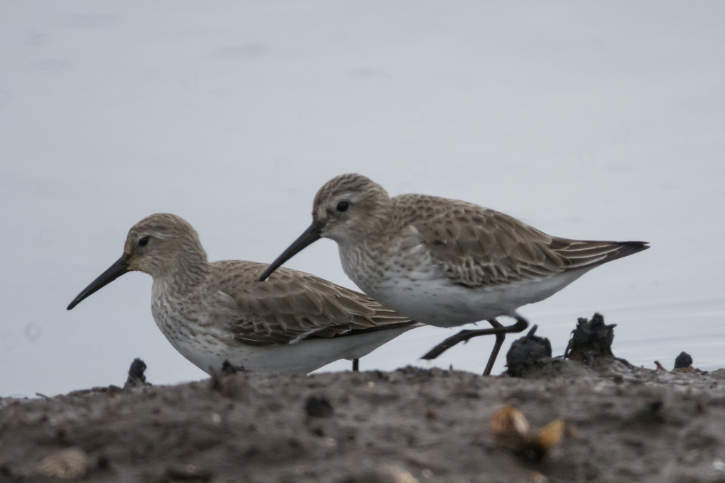 Dunlin