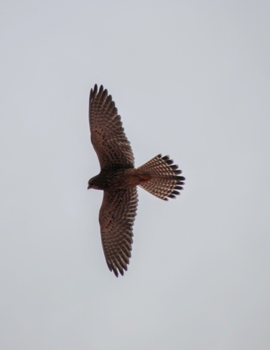 Eurasian Kestrel