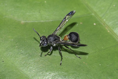 Ropalidia sumatrae