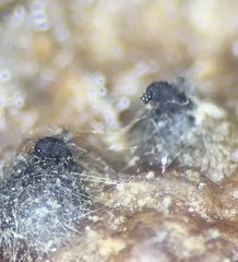 Arnium cirriferum