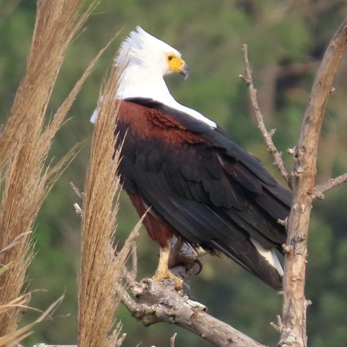 iNaturalist: (c) Richard Allkins, some rights reserved (CC BY-NC), uploaded by Richard Allkins iNaturalist image